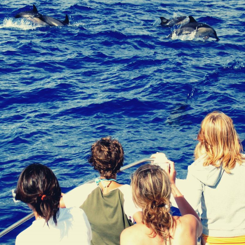 Delfincamp Jugendreise Delfin